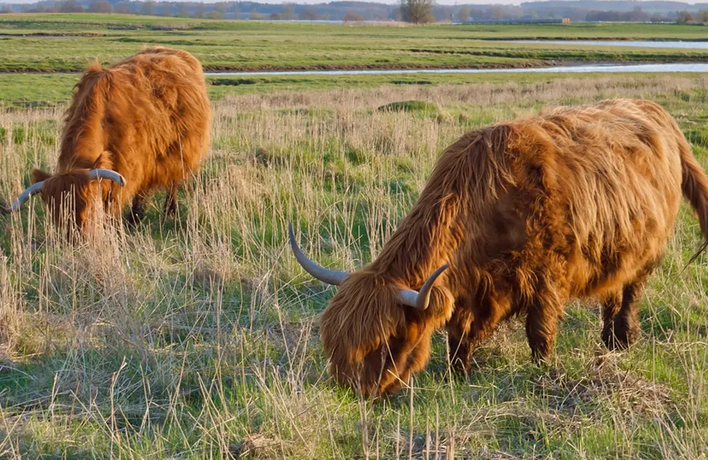 Unterkunft AlohaCamp Ferienhaus Austernfischer 4