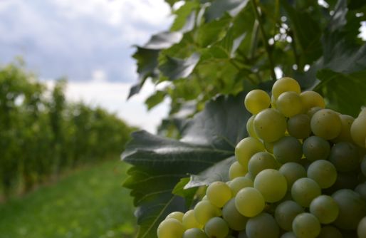 Zdjęcie obiektu Miejsce kamperowe - Winnica na Rozdrożu