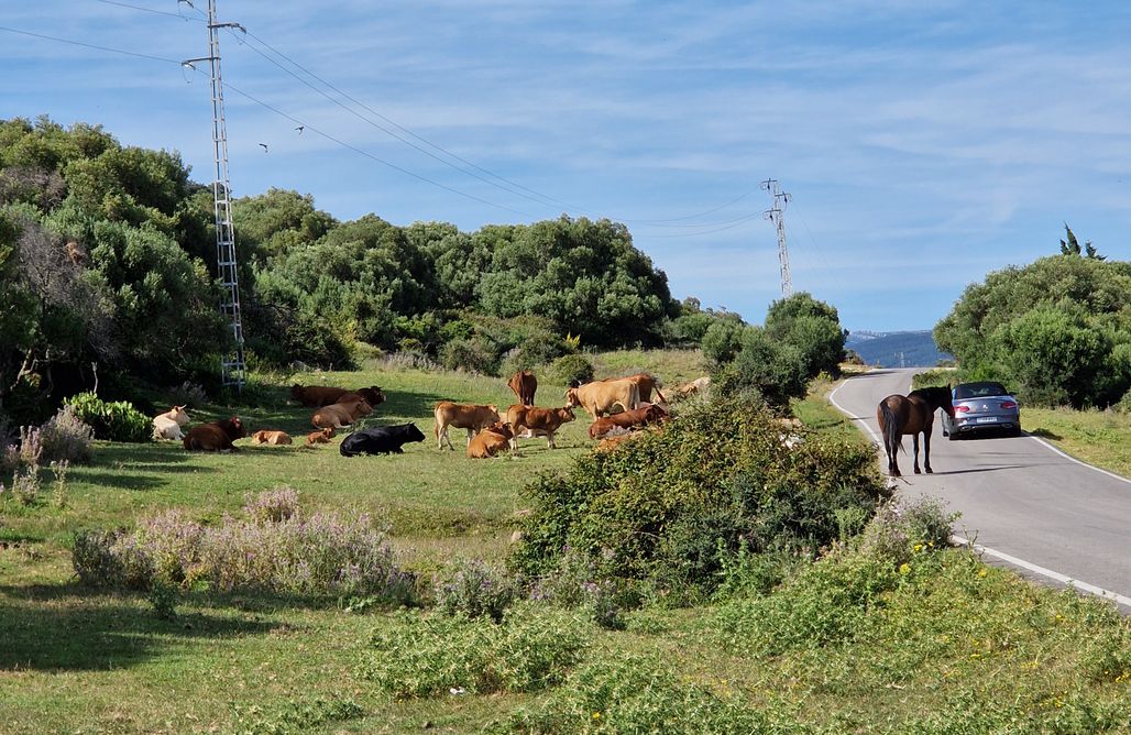 alojamientos AlohaCamp Jardin privado para camper/autocaravana con vistas al Estrecho. 1