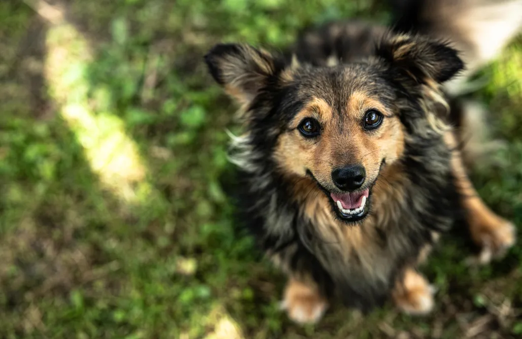 noclegi AlohaCamp Leśne Serce 1