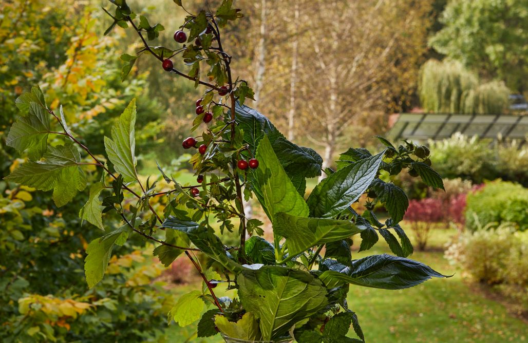 AlohaCamp Apartament 1