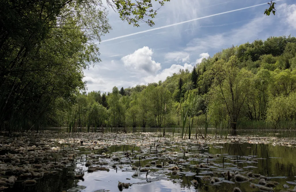 Unterkunft AlohaCamp Design Cottage am Rhein 5