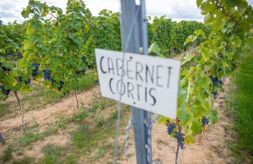 Zdjęcie obiektu Miejsce kamperowe - Winnica Anna