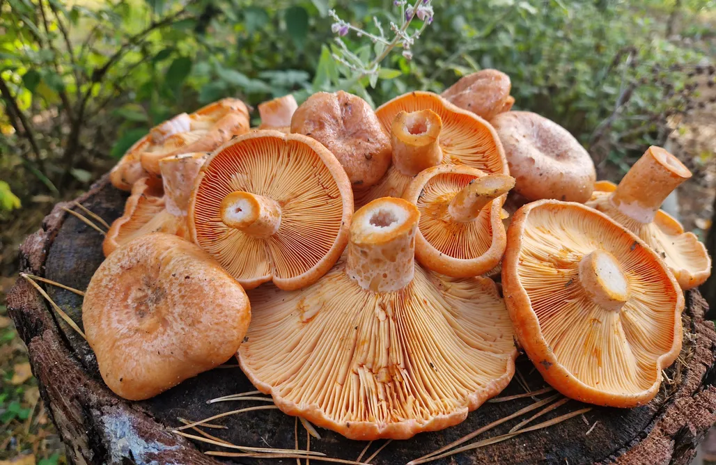 Domki Wypoczynkowe Pod Czarnym Dzięciołem - dom z widokiem i prywatną balią 1