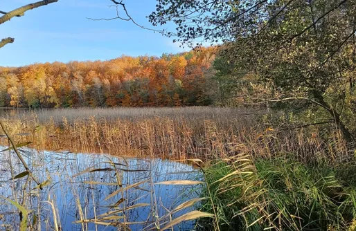 Zdjęcie obiektu Leśna Zagroda