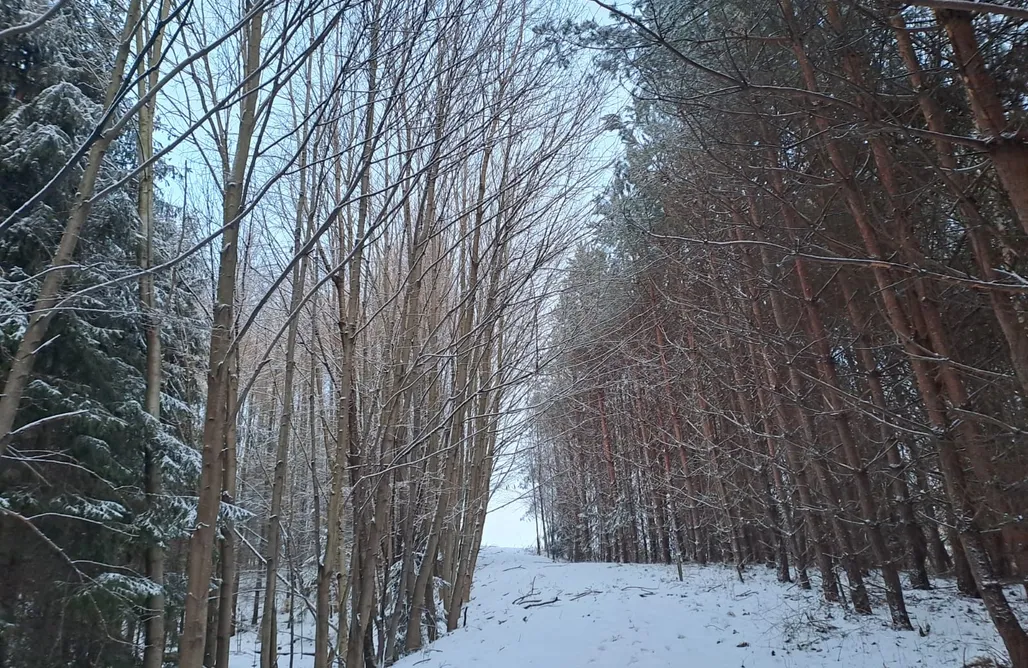 Alloggi AlohaCamp Domek „Na Lipę” 1