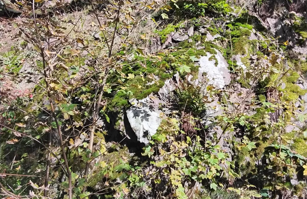 Hochwald Chalet AlohaCamp