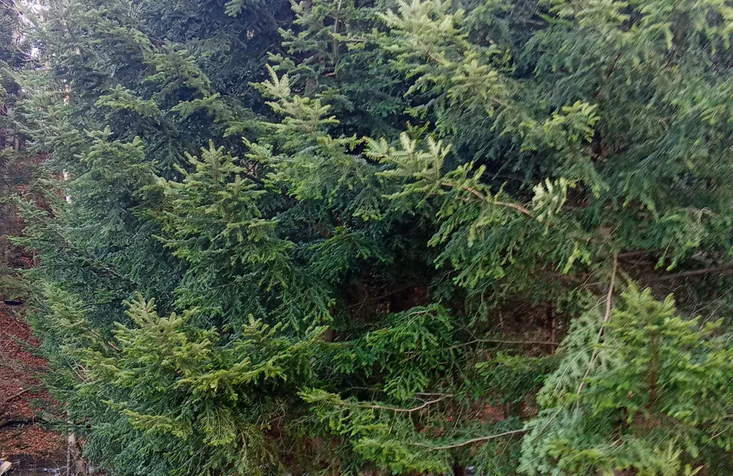 Stryszawa noclegi Szumidomki Zawoja  1