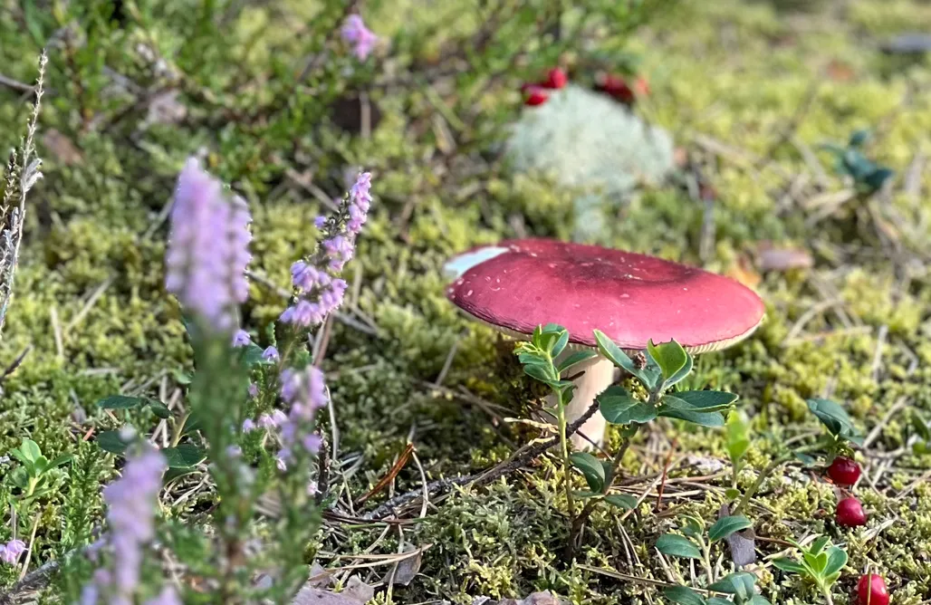 noclegi AlohaCamp Słowińska Łąka 1