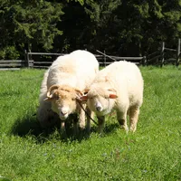 Anna ospitante Leśna Cisza - Luksusowy Apartament