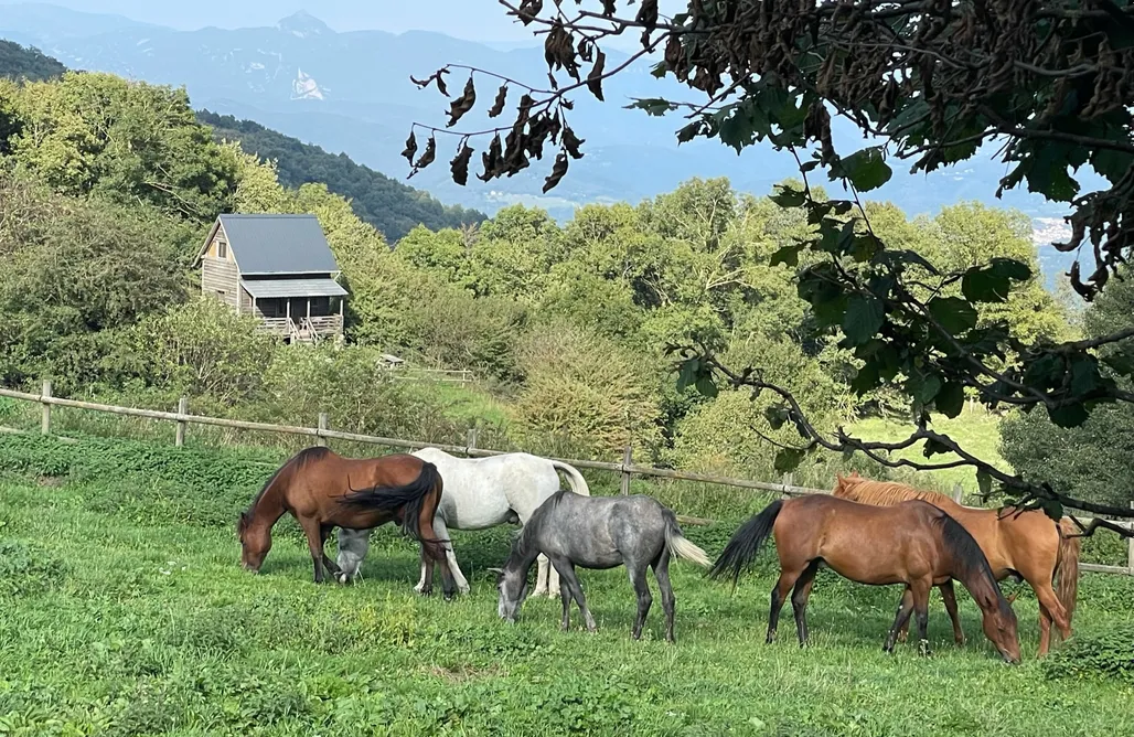 alojamientos AlohaCamp Platraver 1