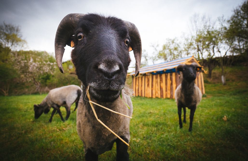 noclegi AlohaCamp Miejsce kamperowe - Kuźnia pod bobrem  5