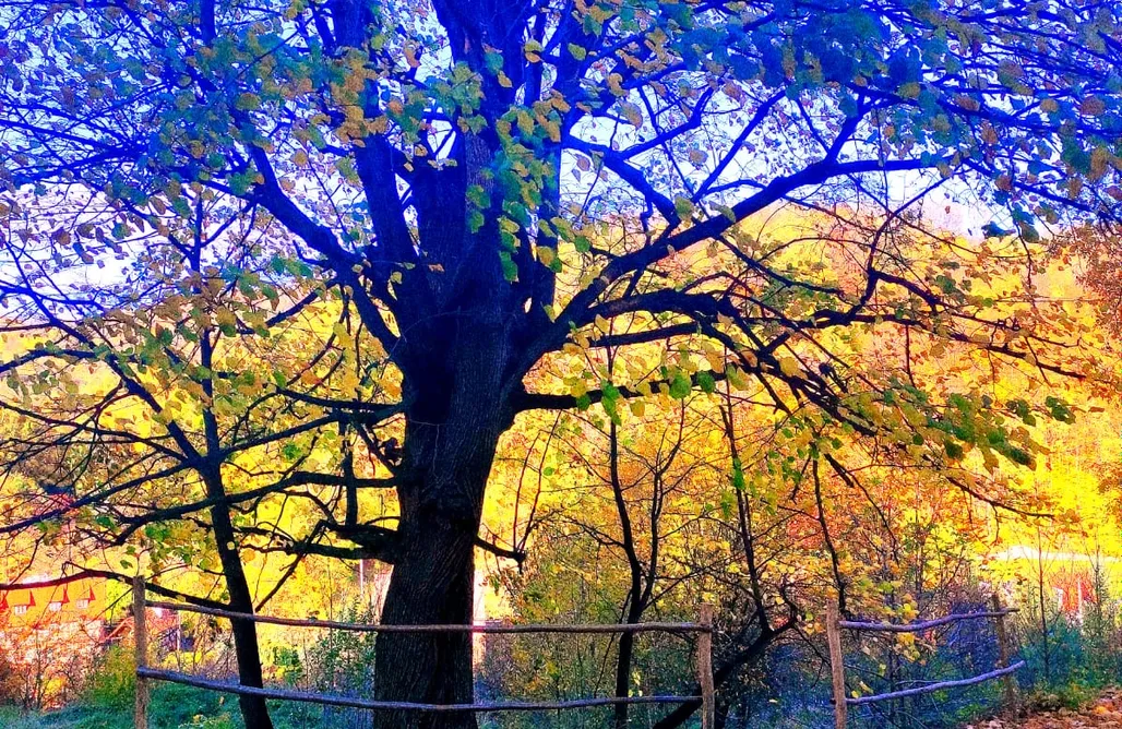 Weekend Dla Dwojga Wrocław Domek za lipą 1