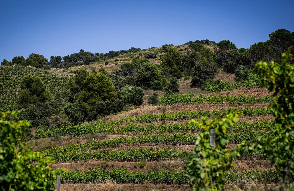 Sitio para caravanas y tiendas - Prior Terrae AlohaCamp