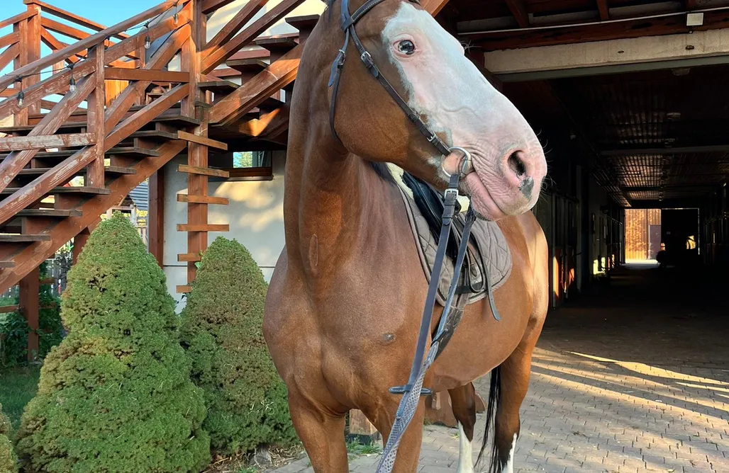Agroturystyka Dolnośląskie ze zwierzętami Stajnia Paskudy pokoje 1
