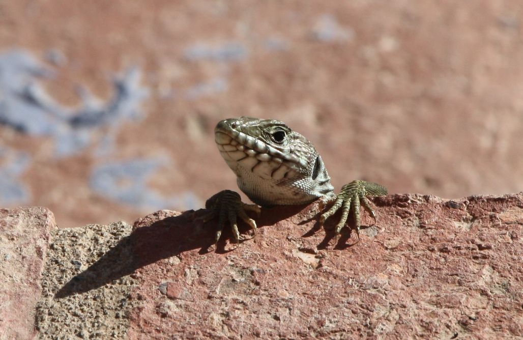 alojamientos AlohaCamp Cortijo LaVista 1