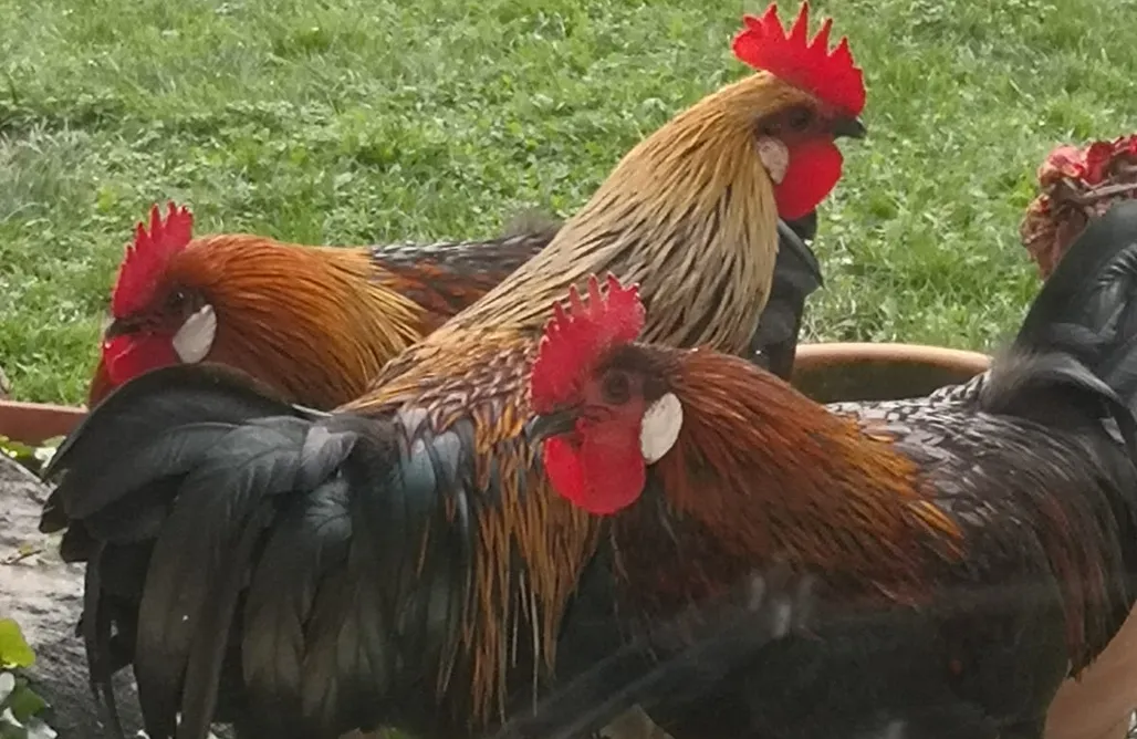 Kleine liebevoll eingerichtete Fewo auf dem Bauernhof mit Blick aufs Schloss  AlohaCamp