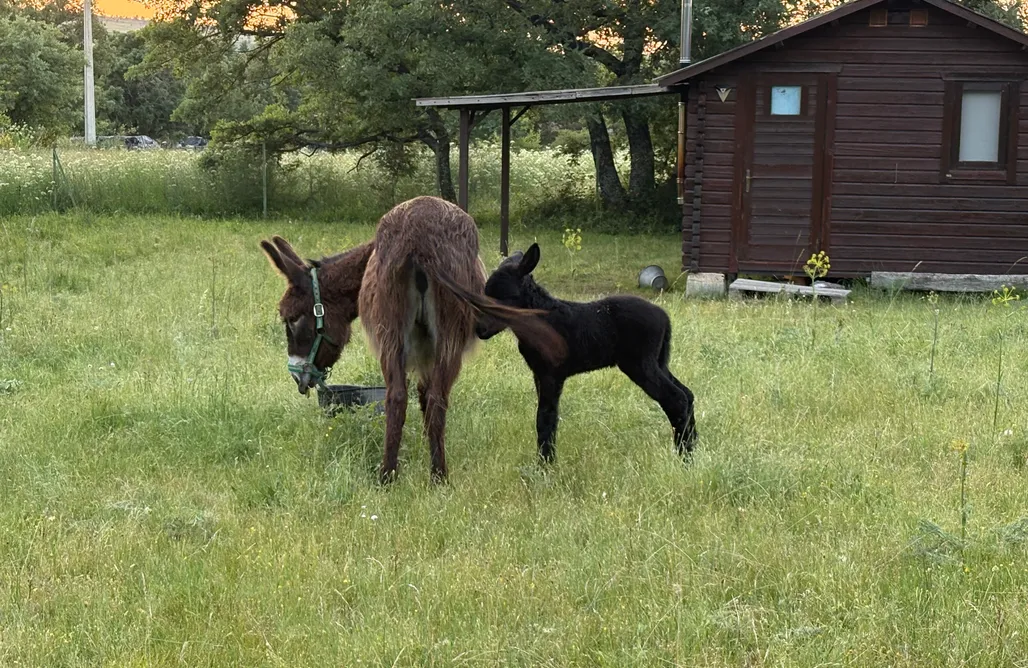 alojamientos AlohaCamp Casa rural La Salceda  5