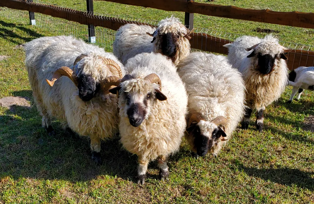 AlohaCamp accommodation Zagroda Zabłocie 1