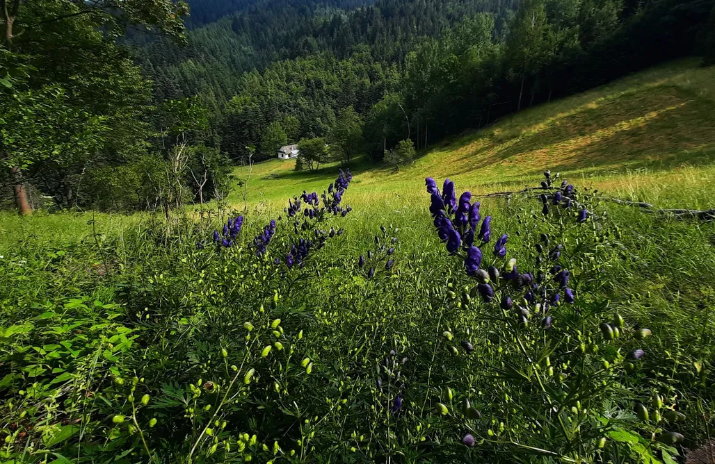 noclegi AlohaCamp Zworna Chata 5