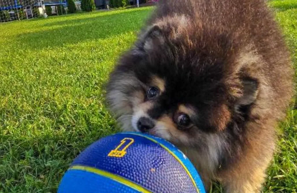 Hébergement AlohaCamp Holiday Park Zator Resort & Spa 1