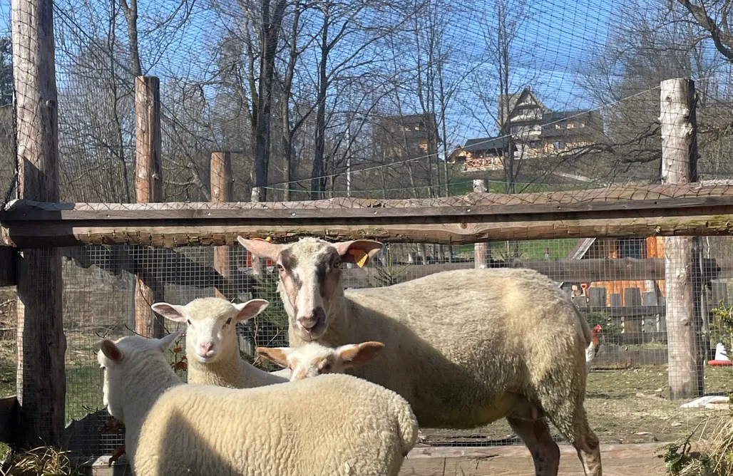 AlohaCamp Białka Tatrzańska, domek Kozak 1