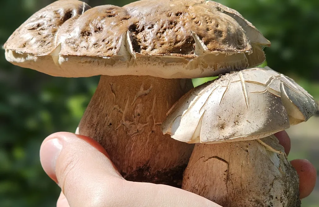 noclegi AlohaCamp Ranczo Przyłęk 1