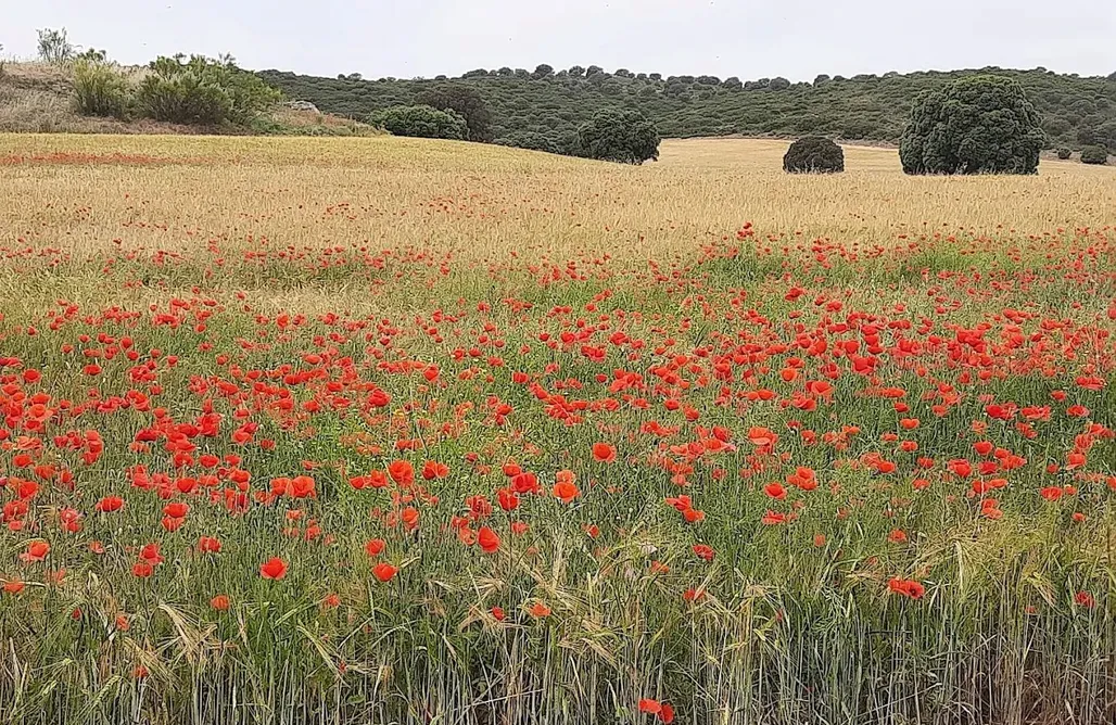 Unterkunft AlohaCamp Casa Rural La Cachumba 5