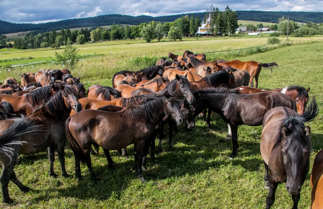 Małastów noclegi Kowalówka - Noclegi w Beskidzie Niskim  1