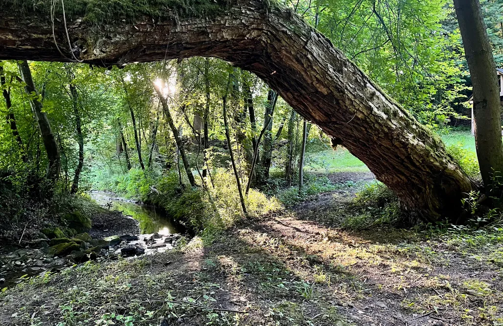 AlohaCamp Sosna - domek z balia 1