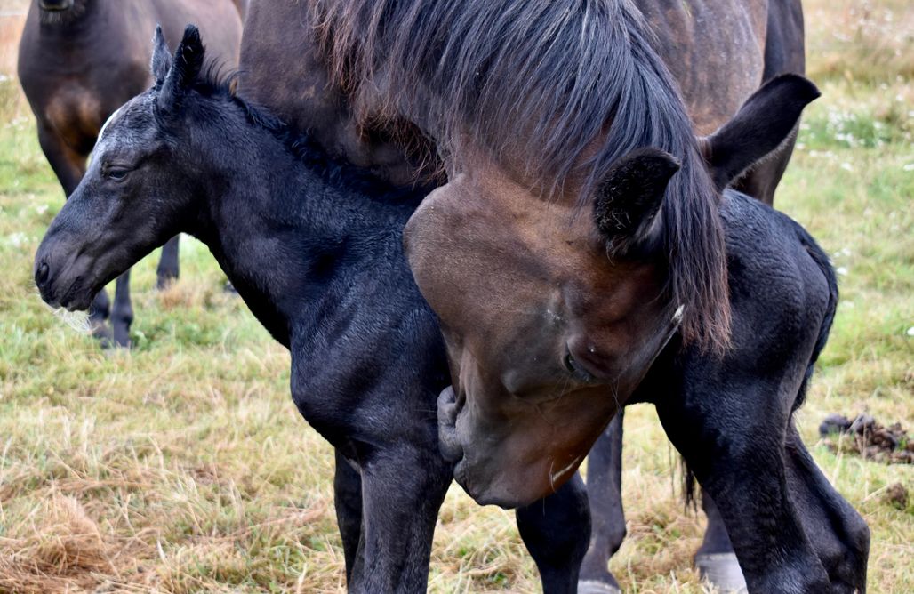 noclegi AlohaCamp Miejsce kamperowe i namiotowe - Stajnia Koni Uratowanych "Jednorożec" 2