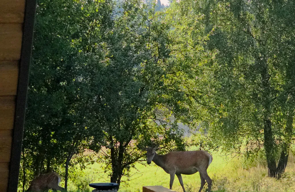 noclegi AlohaCamp Jelenie Brdy 5