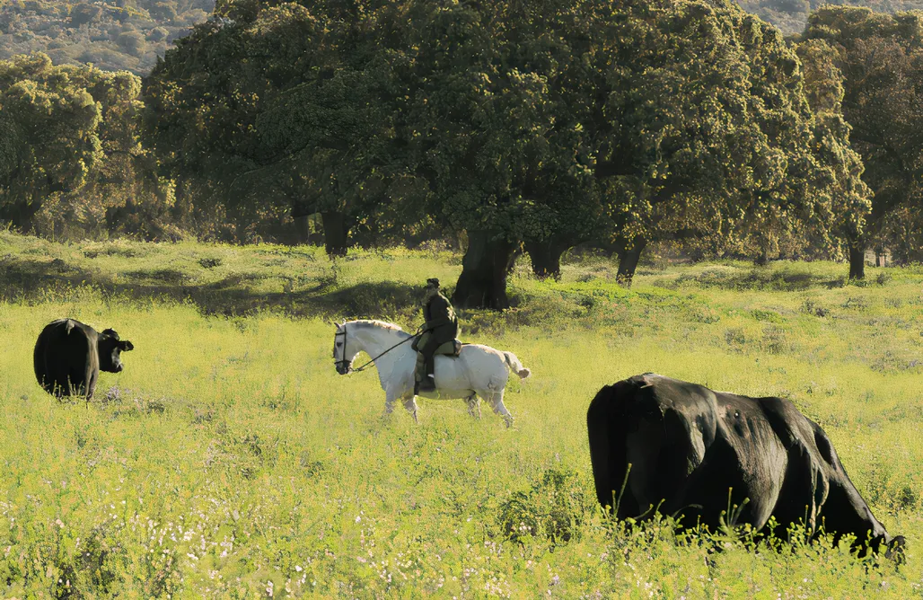 alojamientos AlohaCamp La Casita Agroturismo Dehesa la Pared 5