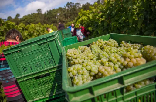 Zdjęcie obiektu Miejsce kamperowe - Winnica Anna