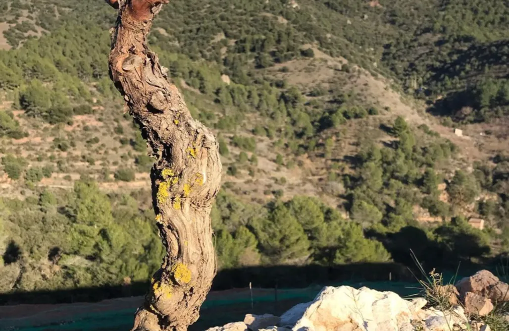 Camping Holidays Spain Sitio para caravanas - Celler Gritelles 1