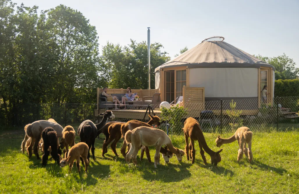 noclegi AlohaCamp Agroturystyka Alpaka Pomorze 2