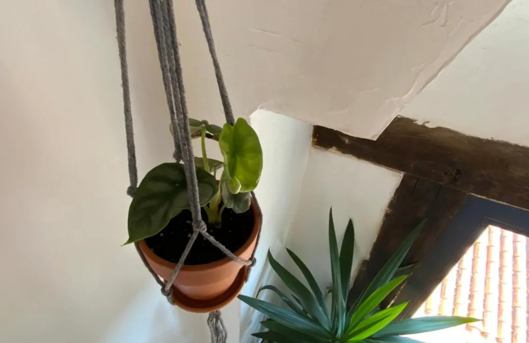 alojamientos AlohaCamp El mirador de Pi 1