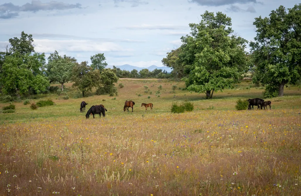 AlohaCamp Burbuja Cigueña Negra 1