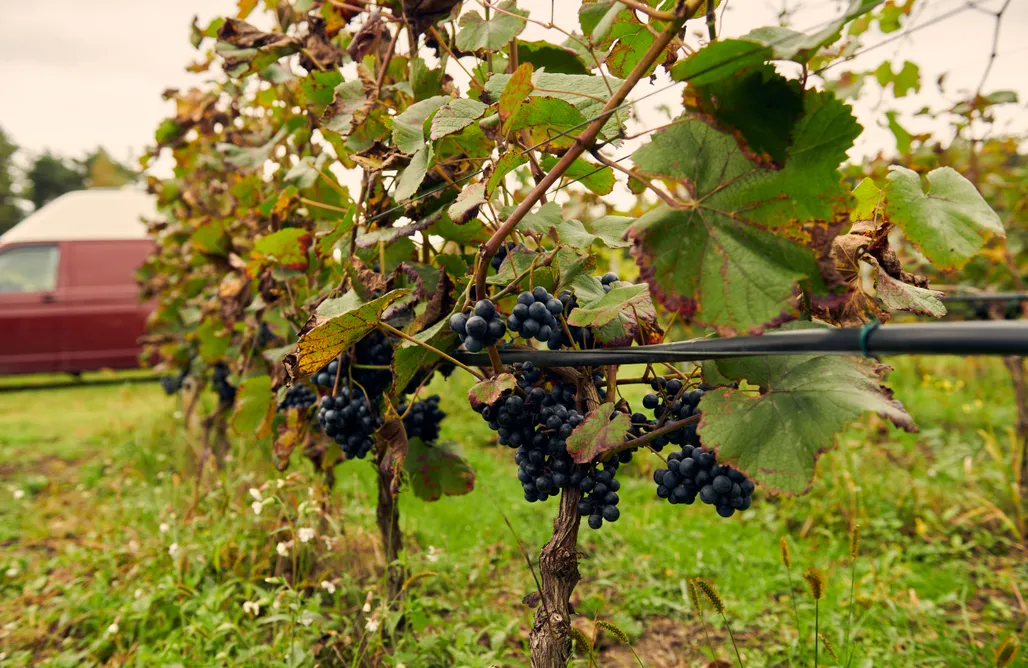 noclegi AlohaCamp Miejsce kamperowe - Winnica Bracia Petrasz 2