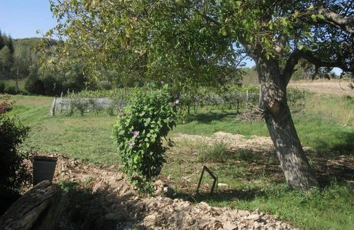 Zdjęcie obiektu Miejsce kamperowe - Winnica Węgrzyn 