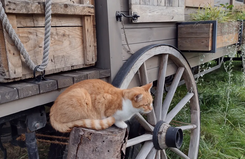 Unterkunft AlohaCamp Entspannung im Zirkuswagen 5