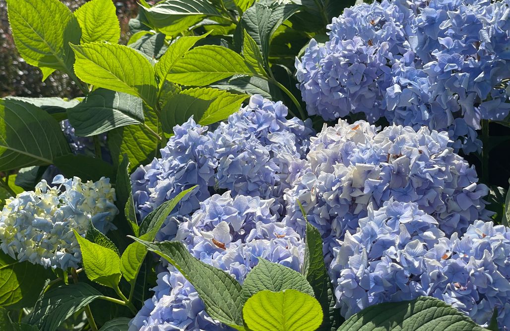 AlohaCamp Casa Albina 1