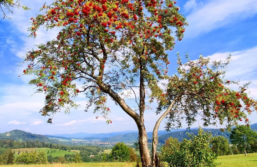 noclegi AlohaCamp Janowa Chata 1