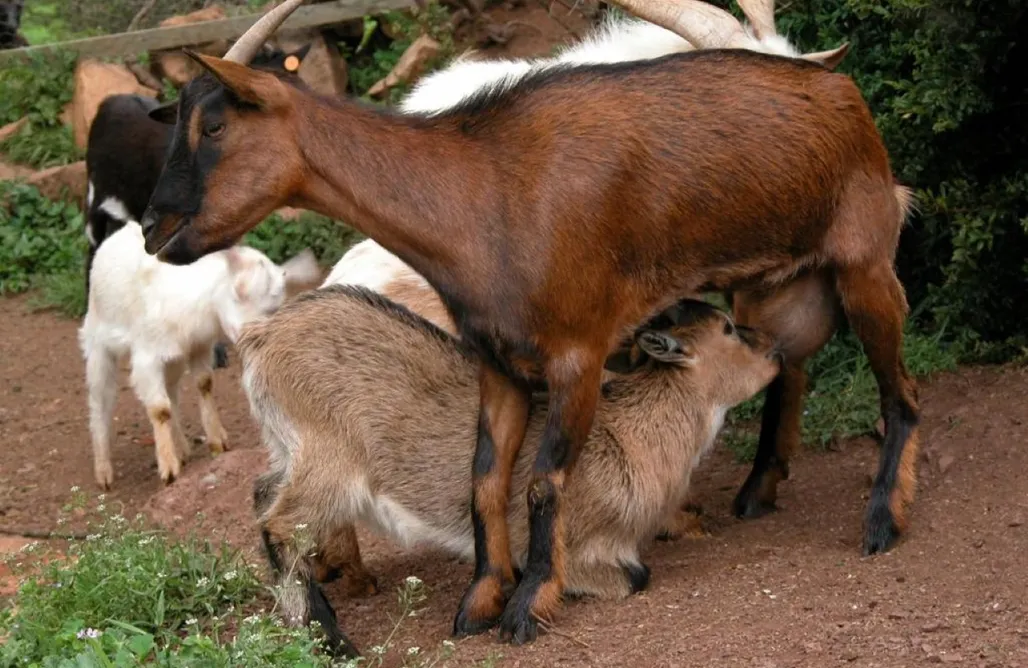 Hotel Rural Menorca Agroturismo Ecológico en el Pirineo de Navarra 1