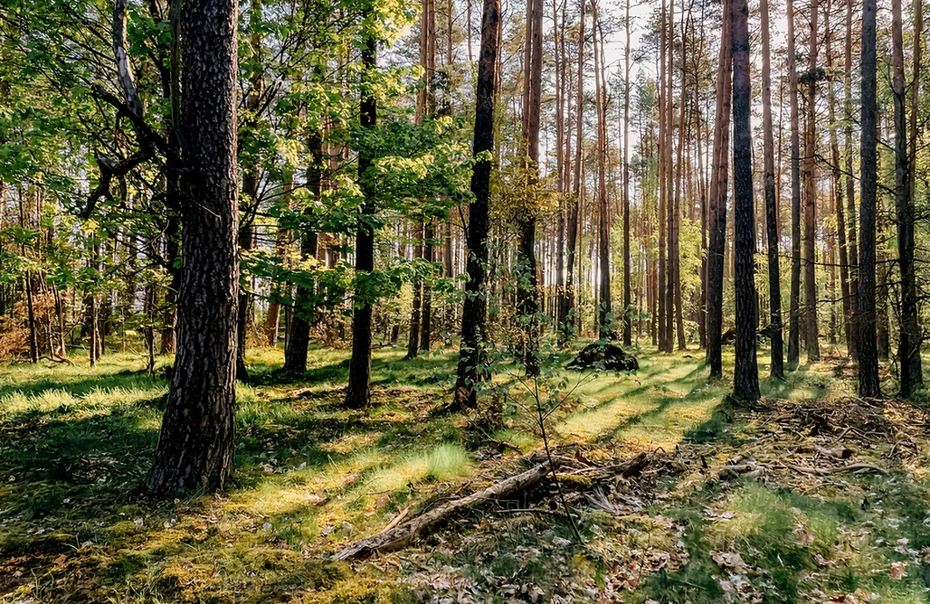 AlohaCamp accommodation Into The Forest 1