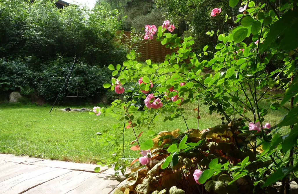 alojamientos AlohaCamp Domek w Brzozowym Lesie - morze, cisza, konie 1