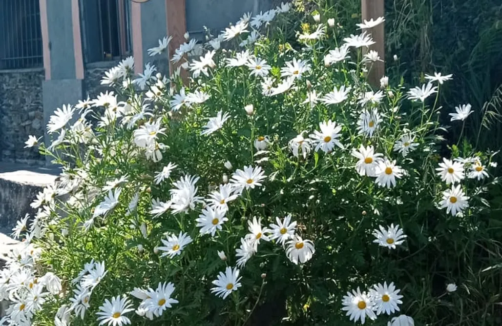 noclegi AlohaCamp Mirador del Navia 5