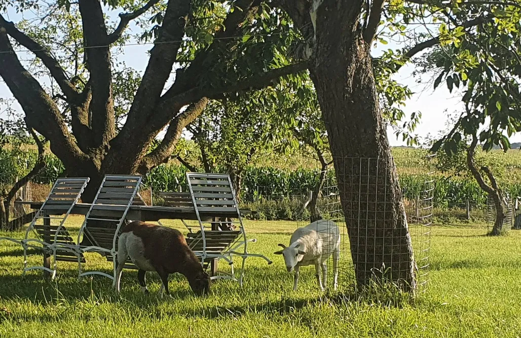 Ferienhaus mit Sauna Landhaus Schönbeck 3