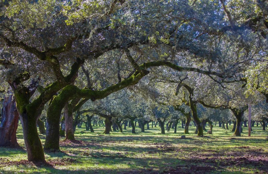 alojamientos AlohaCamp Cabaña Cefeo 1