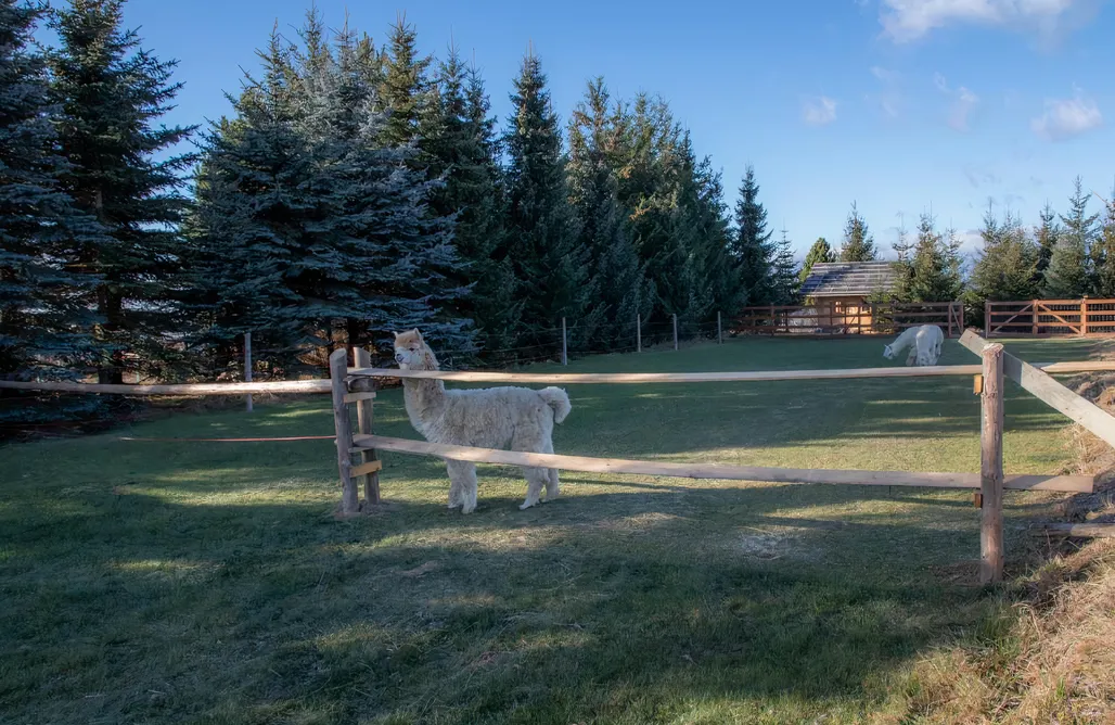 Sidzina Domki Dwór Pan Tadeusz 1